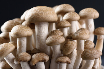 Shimeji mushroom, organic fresh vegetable food ingredient