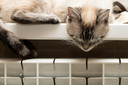 Domestic Tabby Cat Resting On A Window Sill Near Radiator Heater. Central Heating Concept