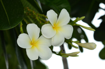 Fototapeta na wymiar Beautiful of Frangipani flower or plumeria isolated