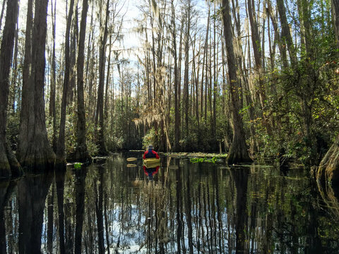 A kayaker paddles through the blackwater swamp at Okefenokee National Wildlife Refuge in southern Georgia, USA.