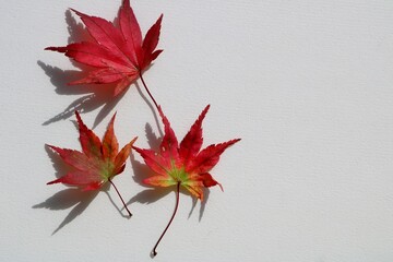 もみじ　紅葉　きれい　カラフル