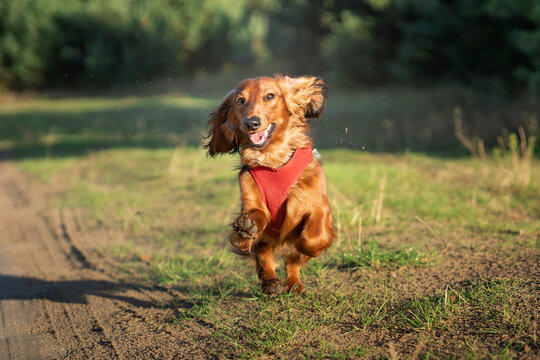 Biegnący jamnik długowłosy 