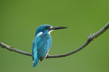 Small blue king fisher on stalk with green nature background