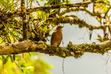 Bird from Costa Rica