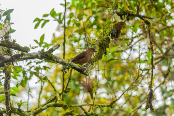 Bird from Costa Rica