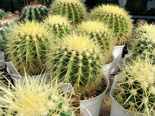 Greenhouse of succulents