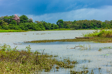 flowers from Costa Rica
