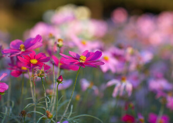 Obraz premium Cosmos bipinnatus