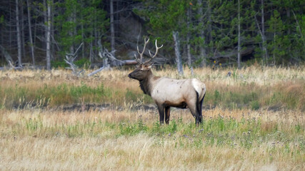 side view of an elk stag standing beside the madison river on misty morning in yellowstone national park