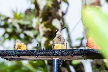 Bird from Costa Rica