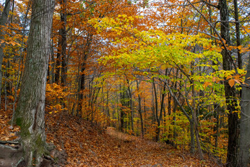 Obraz premium Fall Foliage Forest Trail