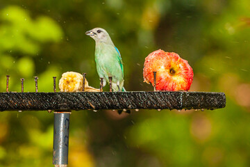 Bird from Costa Rica