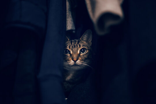Funny scared tabby pet cat hiding in clothes at closet. Cute adorable surprised fluffy hairy striped domestic animal with green eyes sheltered in wardrobe. Adorable furry kitten friend.