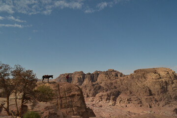 Fototapeta premium ヨルダンの岩山のロバ