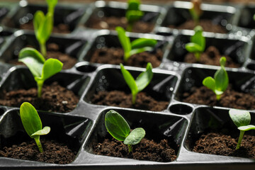 Seedling tray with young vegetable sprouts, closeup