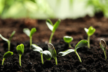 Young vegetable seedlings growing in soil outdoors, space for text