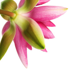 Beautiful blooming pink lotus flower on white background, closeup