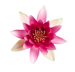 Beautiful blooming pink lotus flower isolated on white, top view