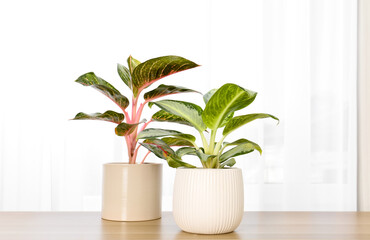 Beautiful houseplants on wooden table near window indoors