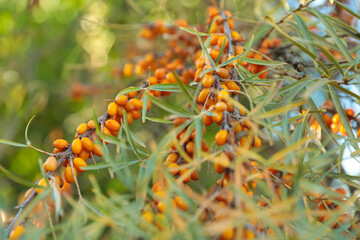 Sea buckthorn shrub with ripe berries outdoors, closeup