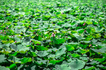 Close-up natural background view of colorful flowers (lotus) in sunlight and naturally wilted leaves.