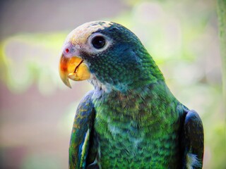 blue and yellow macaw