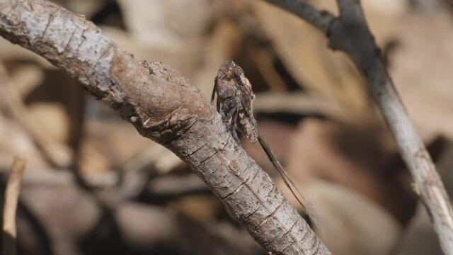 high frame rate clip showing the side view of a plant hopper nymph turning around