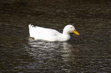 White mallard