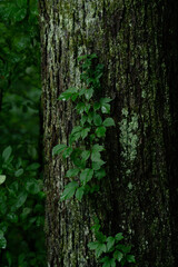 Green plants - leaves, branches, flowers, on a summer day. 