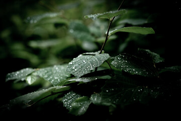 Droplets of water, on green leaves, after rain, on a summer day. 