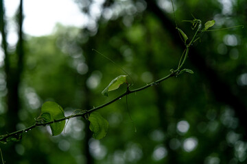 Green plants - leaves on a branch, after rain,  on a summer day. 