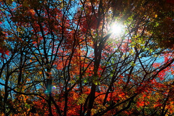渓谷の赤い紅葉と日の光 