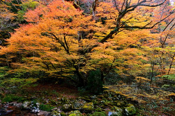 渓谷の紅葉
