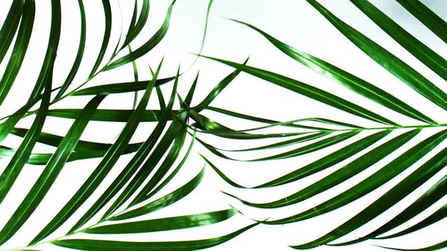 Palm Leaves Motion by Natural Wind Isolated on Neon Background. Super Slow Motion Filmed on High Speed Cinema Camera at 1000 fps.