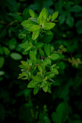 Green plants - leaves, branches, flowers, on a summer day. 