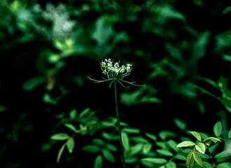 Green plants - leaves, branches, flowers, on a summer day. 