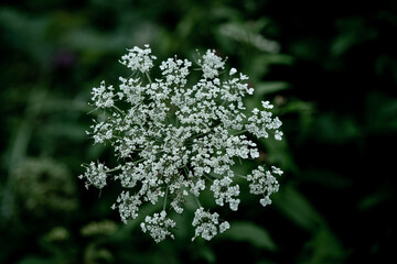 Green plants - leaves, branches, flowers, on a summer day. 