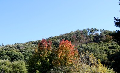 秋の山　風景　きれい