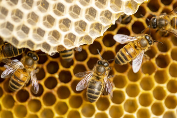 Gros plan macro de ruche d& 39 abeilles avec détail de nid d& 39 abeilles