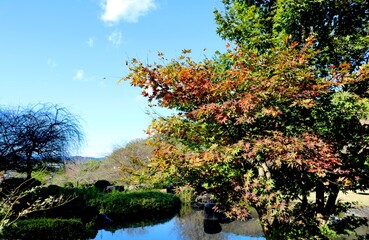 Obraz premium 秋 紅葉 池 風景
