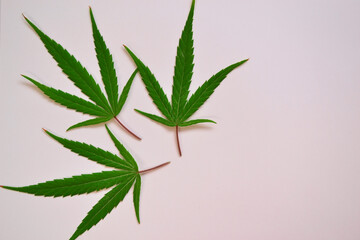 Three beautiful cannabis leaves on white background.