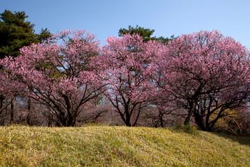 国営武蔵丘陵森林公園　梅林