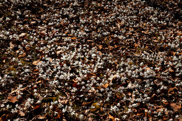 セツブンソウ群生