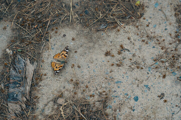 Butterfly on pavement. Lose up of orange-black-white butterfly and its shadow on the grey gray asphalt. Dry fallen spruce needles around. Cute little insect.
