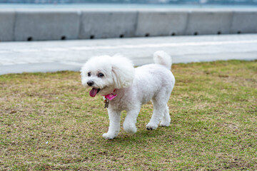 happy dog smile and playing around