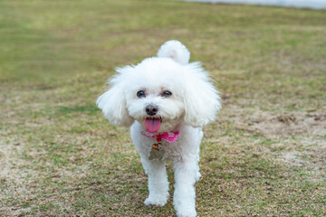 happy dog smile and playing around