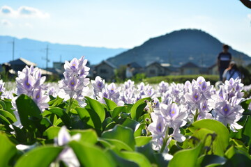 光で透き通るホテイアオイ