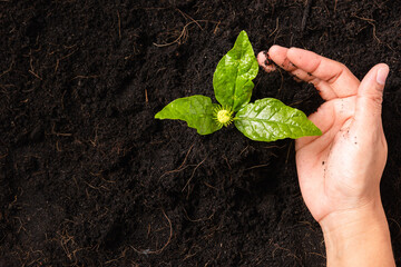 Hand of a woman planting green small plant life on compost fertile black soil with nurturing tree...