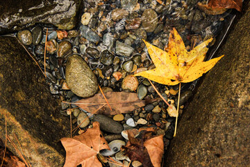 Creek Side Leaves & Pebbles, Cherokee National Forest, Tellico, TN