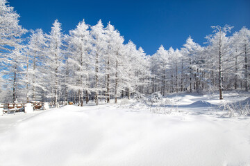 snow covered trees